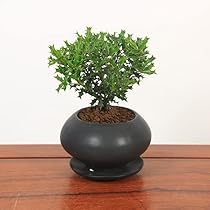 51ku6hmdjnL._AC_UL210_SR210,