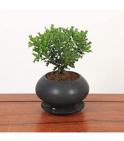 Amazon.co.jp: 姫ザクロの鉢植えミニ盆栽（10004229）【現品】 : DIY