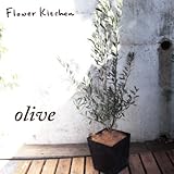 オリーブ 6号鉢 ＋ ブリキブラックスクエアカバー付き ヤシ繊維付き