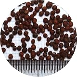 【種 3kg】 チャガラシ 辛神 からじん 緑肥 薫蒸作物 生種子 雪印種苗 米S代不