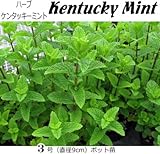 ケンタッキーミント 苗 ハーブ ミント 1ポット