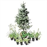 オンリーワン　メインガーデン　植栽セット　エレガント　プンゲンストウヒ　やさしい景色　WP6-SET02