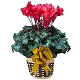 【 予約 】 さかもと園芸　達人のシクラメン　【 ウェーブレッド 】　花鉢植え　ギフト　プレゼント　贈答品　クリスマス　お歳暮