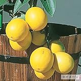 レモンの苗木 ラフマイヤー