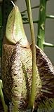 Nepenthes rafflesiana rainbow speckle var. giant - pitcher plant - 5 seeds