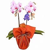 ミディ胡蝶蘭 2本立ち 4号陶器鉢 風呂敷ラッピング 朱/金茶
