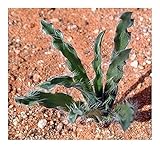 Drimia elata - succulent - 3 seeds