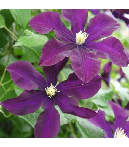 クレマチス　苗　④ Amazon.co.jp: クレマチス ザ プレジデント 12cm苗 紫 【ラヌギノーサ