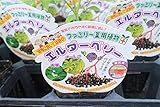 【庭木苗】【まとめ買い】　エルダーベリー　2ポットセット　3.5寸苗　　【送料込価格】