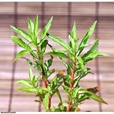 (ビオトープ/水辺植物)タコノアシ(1ポット) 本州・四国限定[生体]