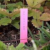 ゴールドカラーラベル桃色1.2cm×9cm 100枚入り 3袋(300枚) ノーブランド品