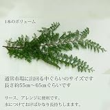 [花材]『ひむろ杉の枝（小）・生』┃予約　11月中旬～お届け】<br>(リース