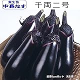なす 苗 千両二号 茄子 9cmポット苗 (実生)