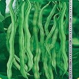 Thailand frame Wang beans seeds 5 Seed organic vegetable seeds