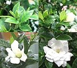 季節の花　甘い香りの白い花　くちなし　鉢植え かご付き　花 ギフト