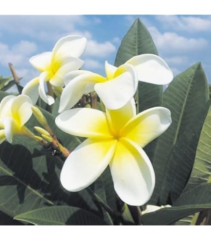 Amazon.co.jp: プルメリア ミニホワイト 5号鉢 ☆スタンダード品種