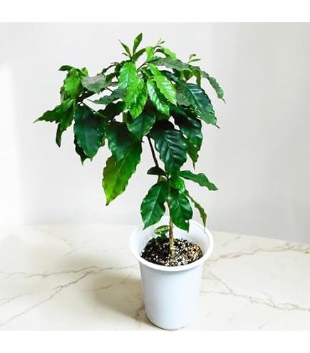 Amazon｜ノーブランド品 コーヒーの木 8号 (茶色) アフリカ産 コーヒー