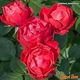 バラ苗 チェリーボニカ フロリバンダローズ 【京成バラ】四季咲き カップ咲 赤花 薔薇