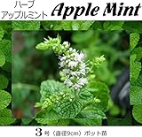アップルミント 直径9cmポット苗 ３ポットセット