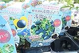 【果樹苗】【まとめ買い】　浅間ベリー　2ポットセット　3寸苗　　【送料込価格】