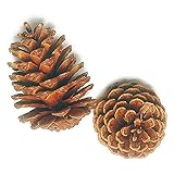 大地農園 ドライフラワー マックコーン (10コ入り) DO024080-000