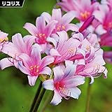 国華園　夏植え球根 リコリス スプレンゲリー 15球【※発送が国華園からの場合のみ正規品です】