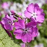 【2018年春～　開花見込み株】【山野草】日本サクラソウ「三国紅」