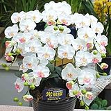 胡蝶蘭【光触媒】 造花 ミディ５本立て ピンクリップ 【ＣＴ触媒加工】