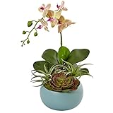 ほぼ自然胡蝶蘭Orchid Arrangement、クリーム/ Orchid