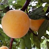 国華園　果樹苗　スモモ　白はらんきょ　3株【※発送が国華園からの場合のみ正規品です】