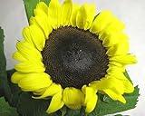 ひまわり 生花 切り花 ヒマワリ ヒマワリなど 5本