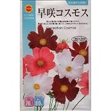 早咲コスモス (738)