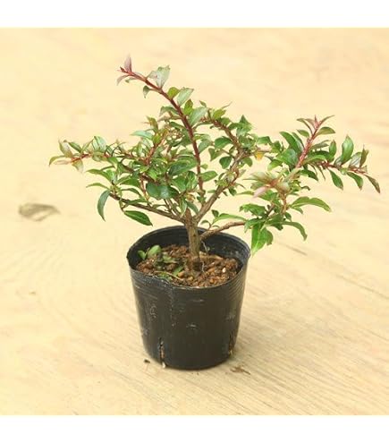 Amazon.co.jp: 遊恵盆栽 特選：皐月(旭の泉)現品*さつき サツキ