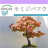 SAFLAX - モミジバフウ - 100 個の種。 - Liquidamber styraciflua