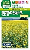 【緑肥】 タキイ種苗 緑肥用からしな(シロカラシ) 黄花のちから