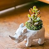 多肉植物 寄せ植え taniku アニマル ポット シリーズ サイ さん