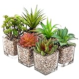 Assorted Tabletop人工多肉植物inガラスポット、セットの6