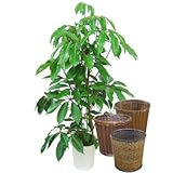 ツピダンサス【バスケット(鉢カバー) 付き】 バスケット02