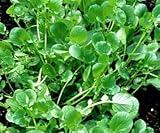 クレソン(辛味強い品種) 300粒