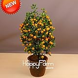 ベストセラー！100個/袋バルコニーパティオ鉢植え果樹植え種子キンカン種子オレンジ種子タンジェリンシトラス、＃の8B9JQ4