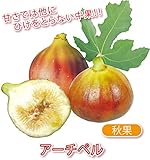 ミニイチジク　アーチペル【果樹苗9cmポット/2個セット】【秋が植え時即出荷!送料込み価格!】
