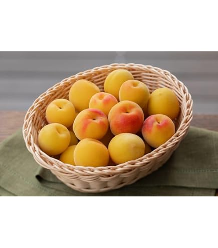 Amazon.co.jp: 和歌山県産 南高梅(青梅）約10kg (訳あり（サイズ不揃い