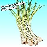 国華園　島ラッキョウ 500g【※発送が国華園からの場合のみ正規品です】