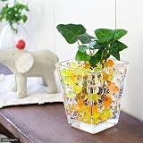 (観葉)おまかせオアシス苗とスクエアグラスS イエローミックスセット 本州・四国限定[生体]