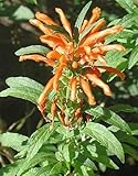 Leonotis nepetifolia var nepetifolia - Lion Ear, Lion Tail, wild dagga - 50 seeds