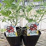 【多年草】 ハーブゼラニウム　（モスキートバスター）　2株セット【ハーブ】