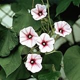 夕顔 ユウガオ 赤花 １株