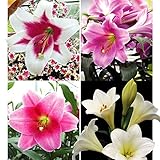 国華園　ユリ 球根 特選！！鉄砲ユリセット 4種40球（各10球）【※発送が国華園からの場合のみ正規品です】