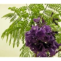 Amazon | カエンボク（アフリカンチューリップツリー）の種（20粒） | 花