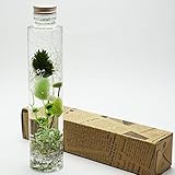 ハーバリウム Relax Green （ リラックス グリーン ）１本箱入 プレゼント などに最適です
